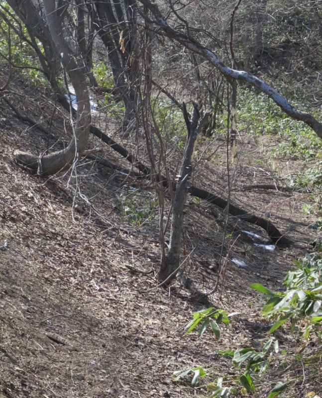f:id:atarou:20150403070053j:image