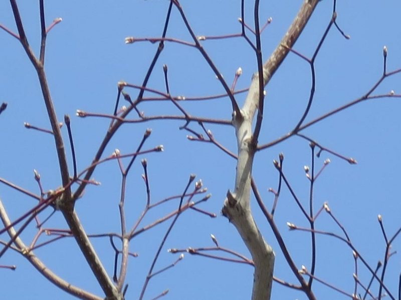 f:id:atarou:20150403070055j:image