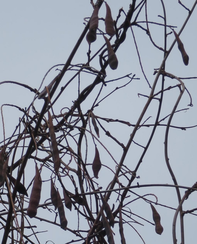 f:id:atarou:20150404072007j:image