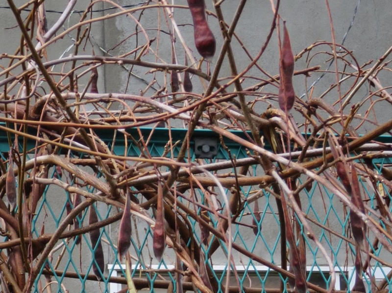 f:id:atarou:20150404072009j:image