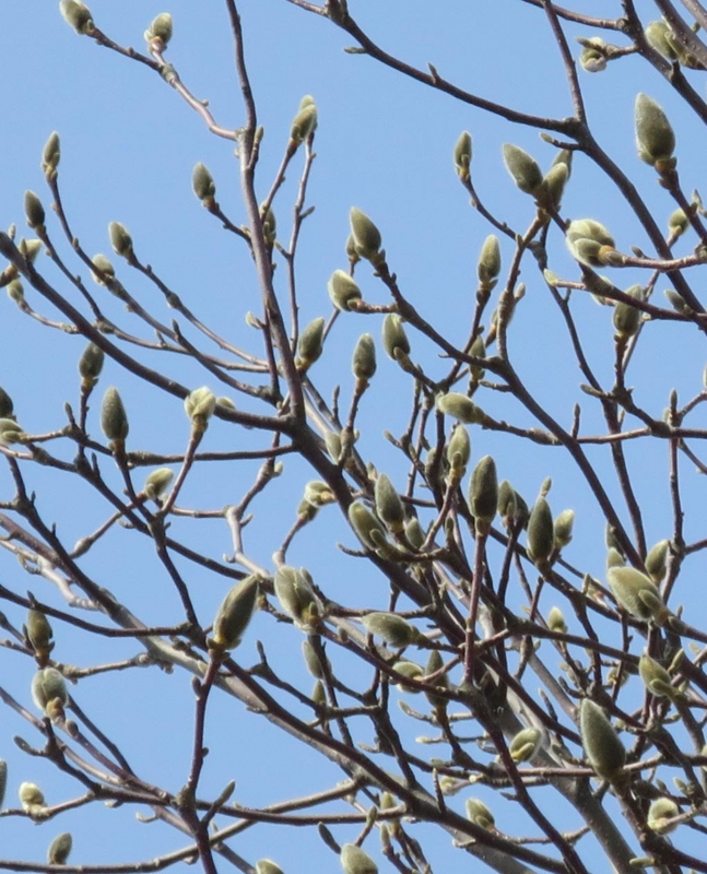 f:id:atarou:20150405064212j:image