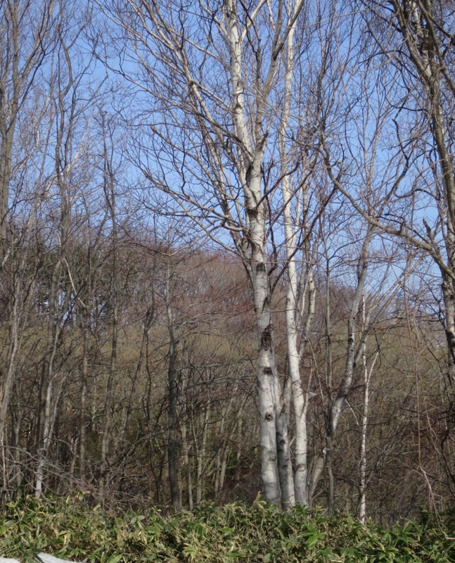 f:id:atarou:20150405065257j:image