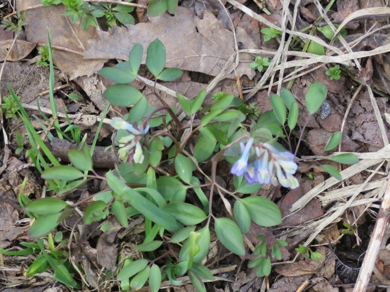 f:id:atarou:20150407063536j:image