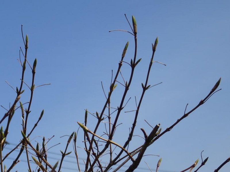 f:id:atarou:20150407063540j:image