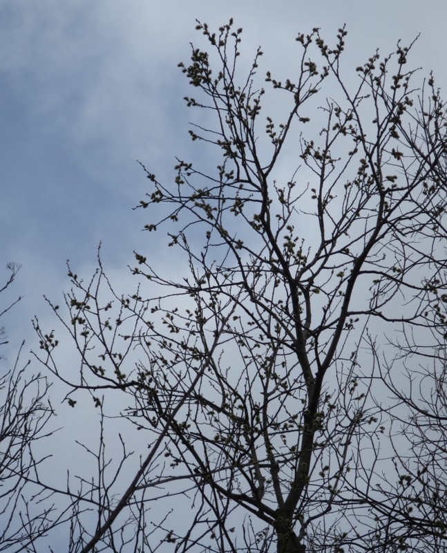 f:id:atarou:20150408055106j:image