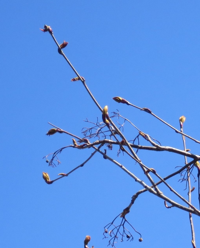 f:id:atarou:20150409055437j:image