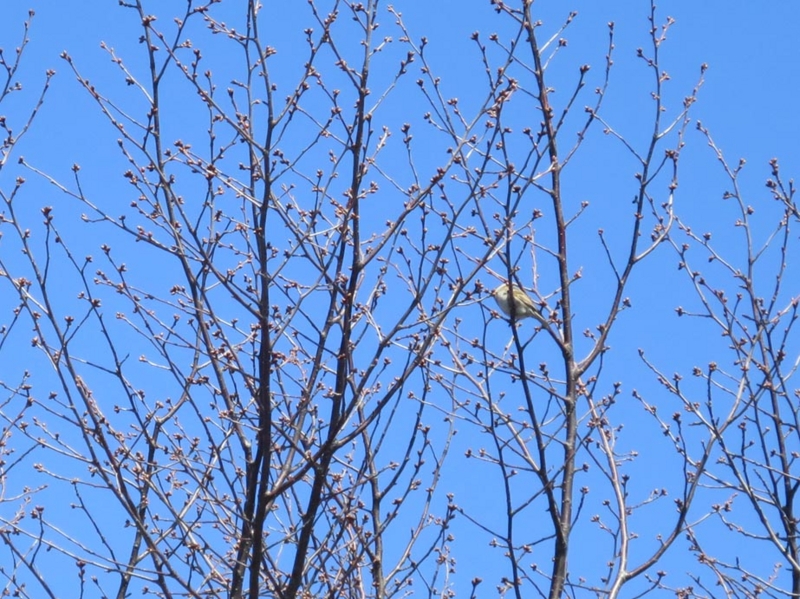 f:id:atarou:20150409062137j:image