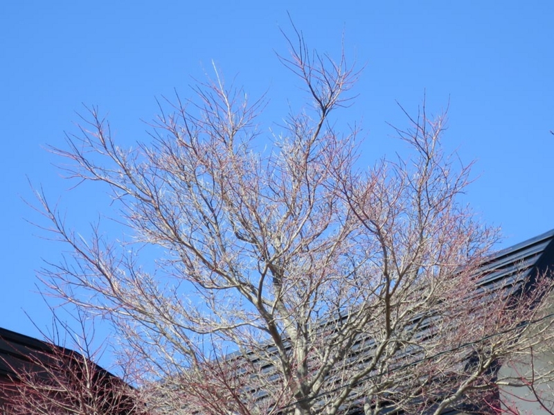 f:id:atarou:20150409062139j:image