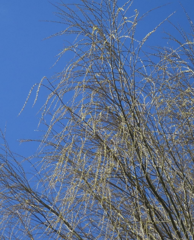 f:id:atarou:20150409063148j:image