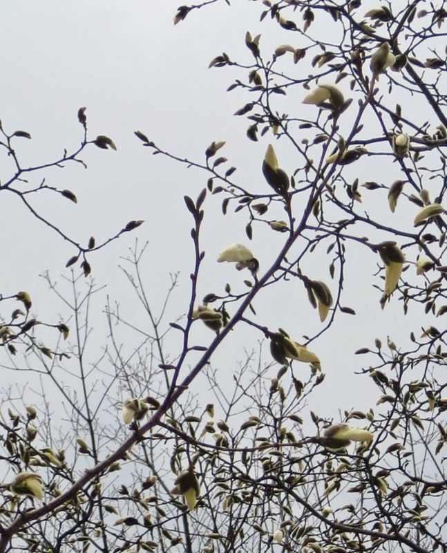 f:id:atarou:20150410055450j:image