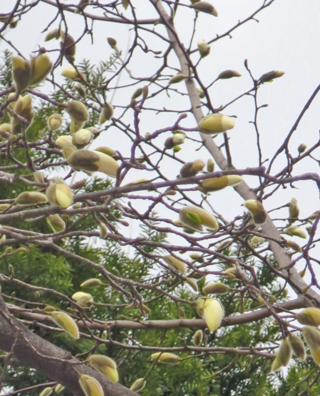 f:id:atarou:20150410062622j:image