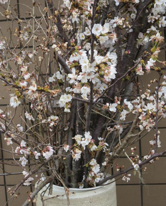 f:id:atarou:20150411055419j:image