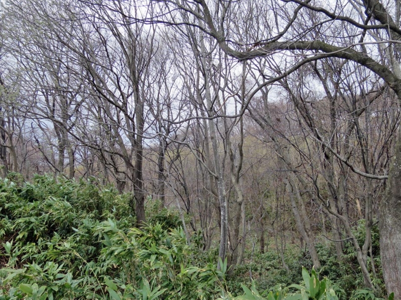 f:id:atarou:20150412064058j:image