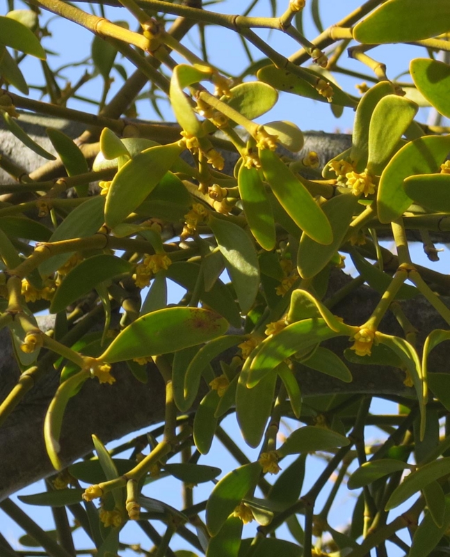 f:id:atarou:20150414053811j:image