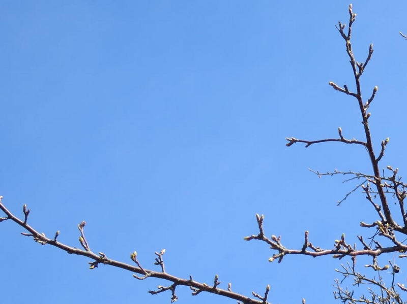 f:id:atarou:20150414061711j:image