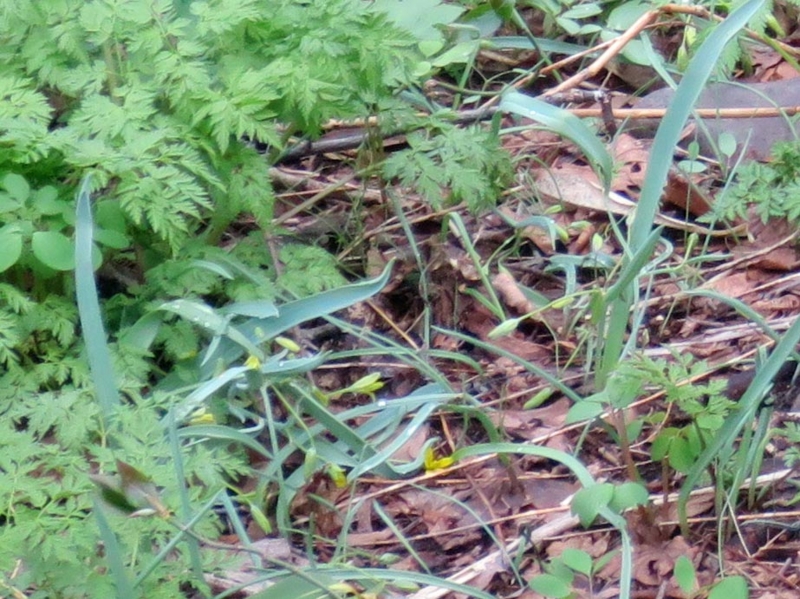 f:id:atarou:20150417070022j:image