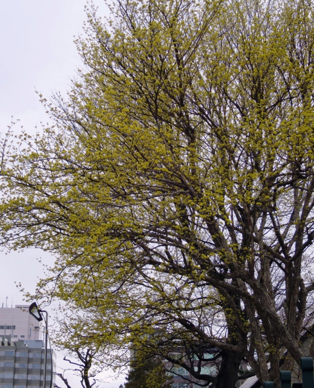 f:id:atarou:20150417070800j:image