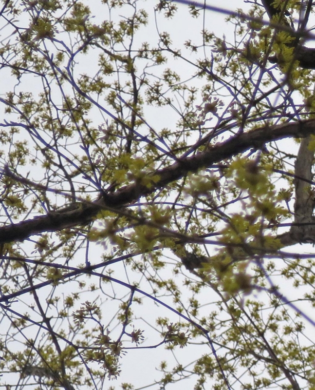 f:id:atarou:20150417070802j:image