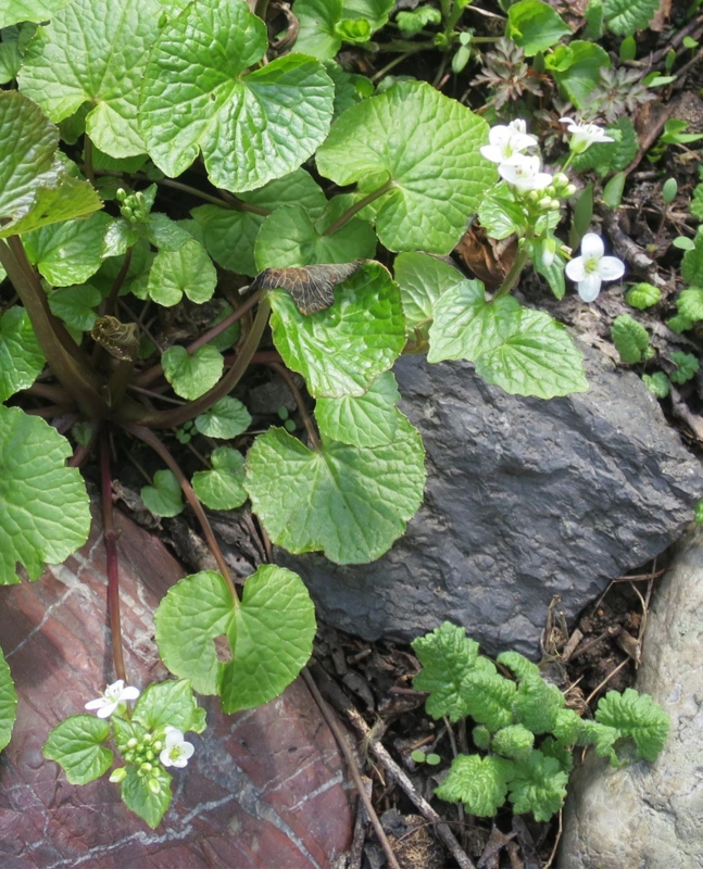 f:id:atarou:20150422063653j:image f:id:atarou:20150422063653j:image