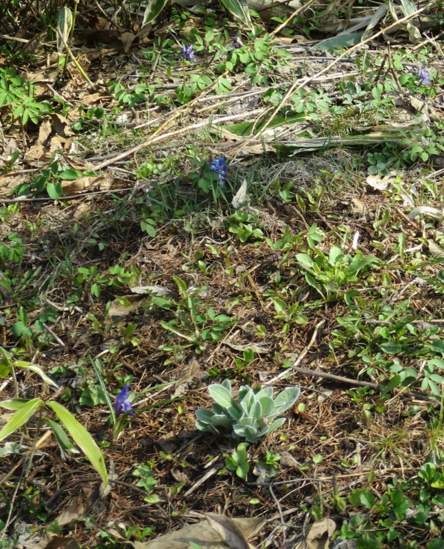 f:id:atarou:20150422064547j:image f:id:atarou:20150422064547j:image