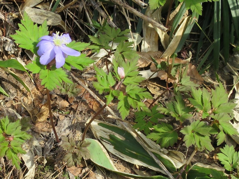 f:id:atarou:20150423064130j:image