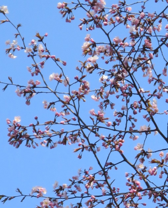 f:id:atarou:20150424062030j:image