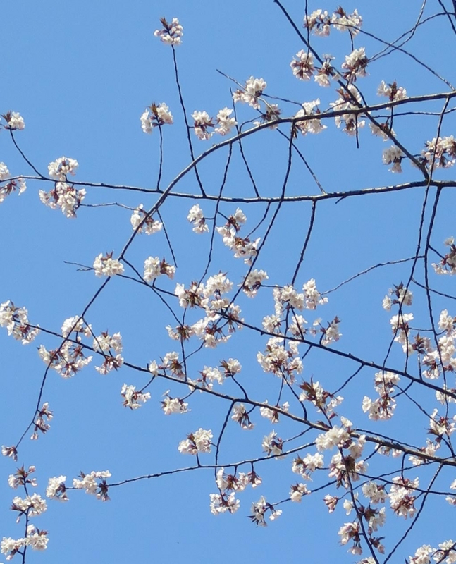 f:id:atarou:20150424064107j:image
