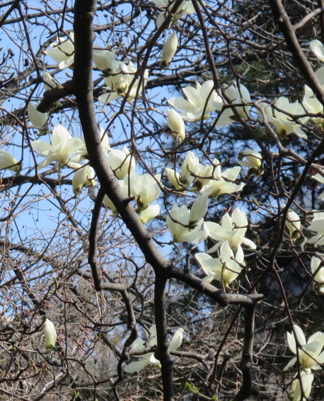 f:id:atarou:20150424064729j:image