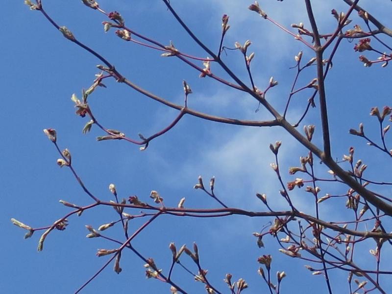 f:id:atarou:20150425064836j:image