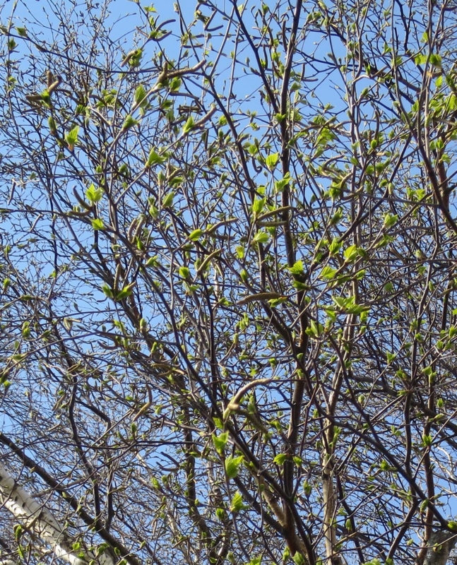 f:id:atarou:20150426063105j:image