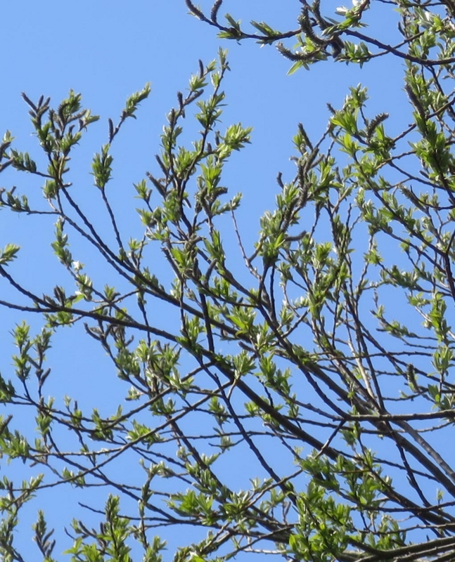 f:id:atarou:20150426063108j:image