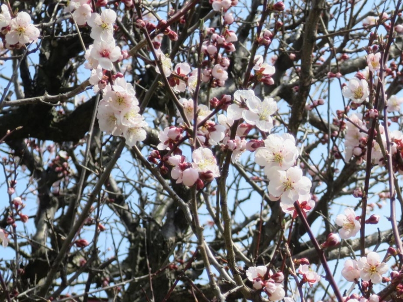 f:id:atarou:20150427064301j:image