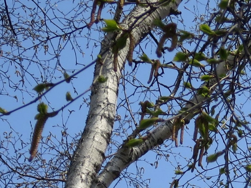 f:id:atarou:20150427064852j:image