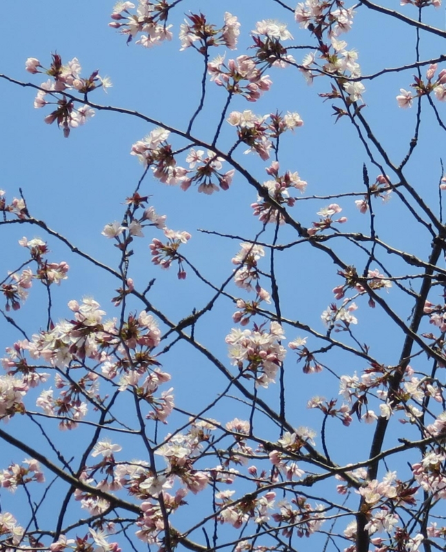 f:id:atarou:20150427070412j:image
