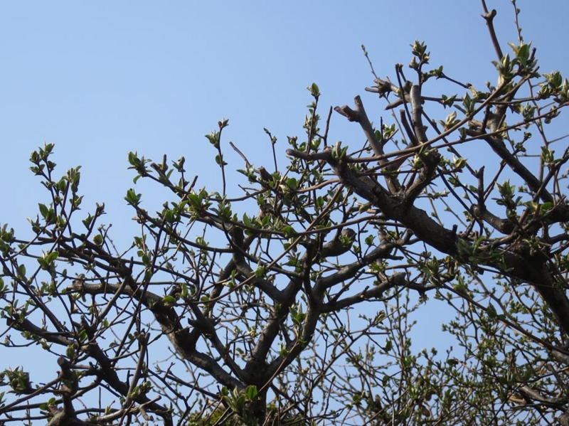 f:id:atarou:20150428070931j:image