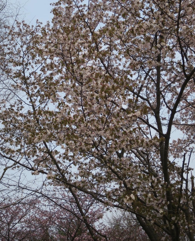f:id:atarou:20150428171921j:image f:id:atarou:20150428171921j:image
