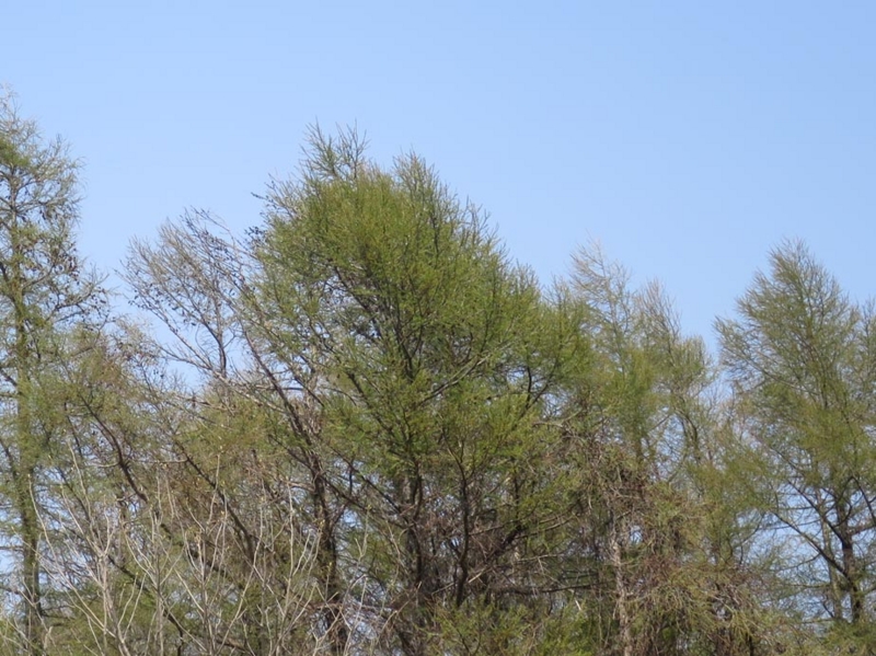 f:id:atarou:20150430062811j:image