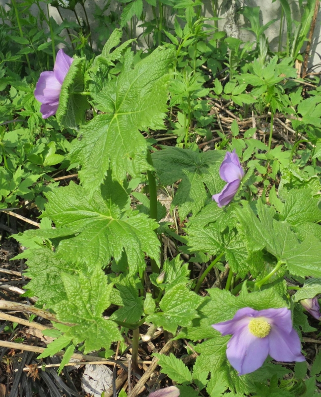 f:id:atarou:20150501062211j:image f:id:atarou:20150501062211j:image