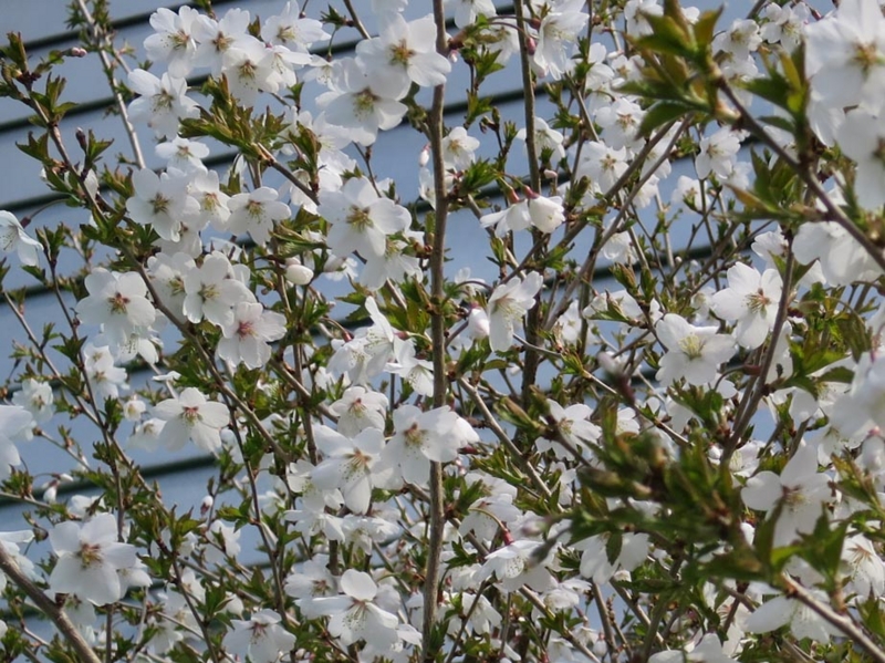 f:id:atarou:20150501063649j:image f:id:atarou:20150501063649j:image