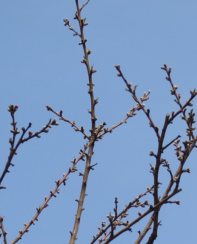 f:id:atarou:20150501064755j:image f:id:atarou:20150501064755j:image
