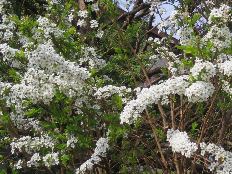 f:id:atarou:20150501064759j:image f:id:atarou:20150501064759j:image