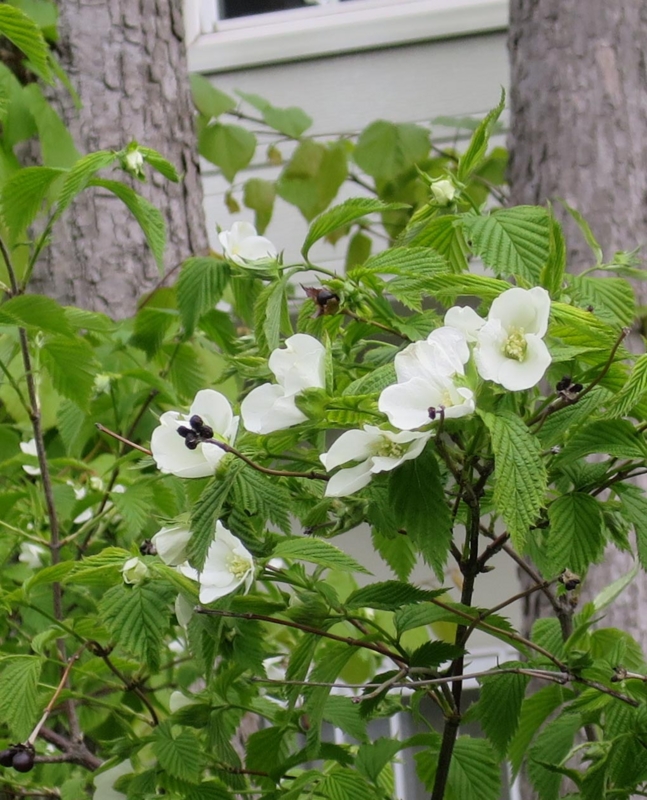 f:id:atarou:20150514063050j:image