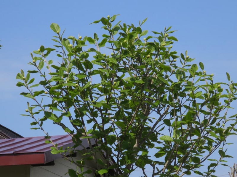 f:id:atarou:20150514065529j:image