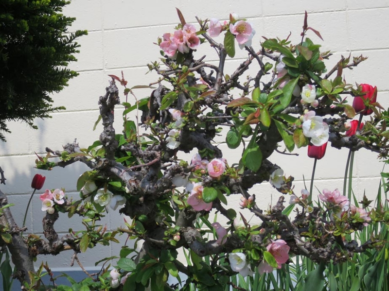 f:id:atarou:20150514065530j:image