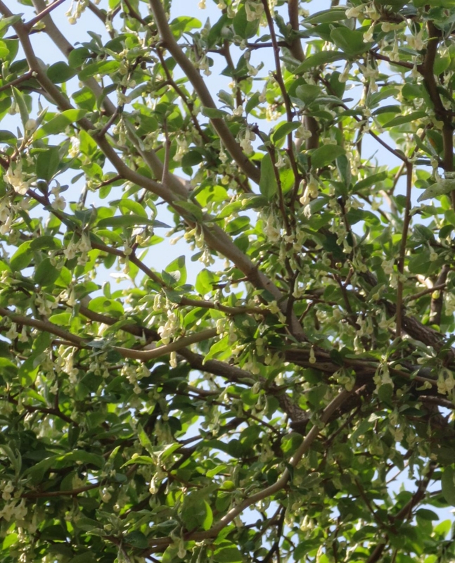 f:id:atarou:20150514065531j:image