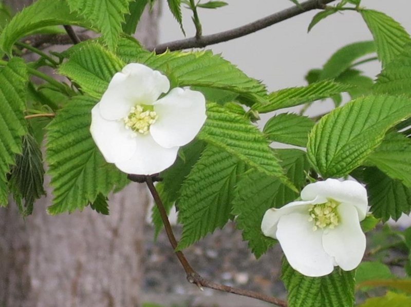 f:id:atarou:20150514083640j:image