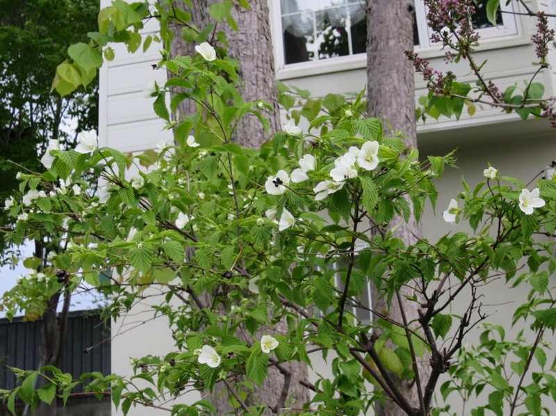 f:id:atarou:20150514083644j:image