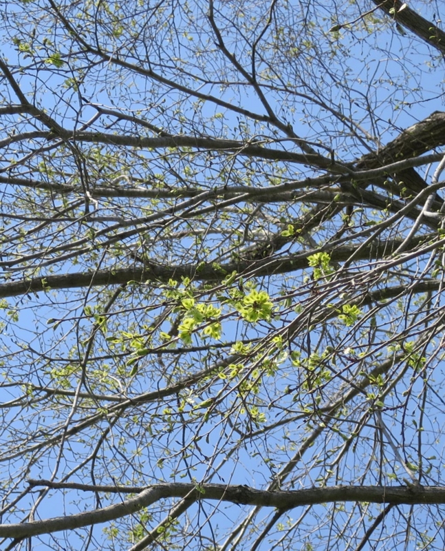 f:id:atarou:20150519061806j:image