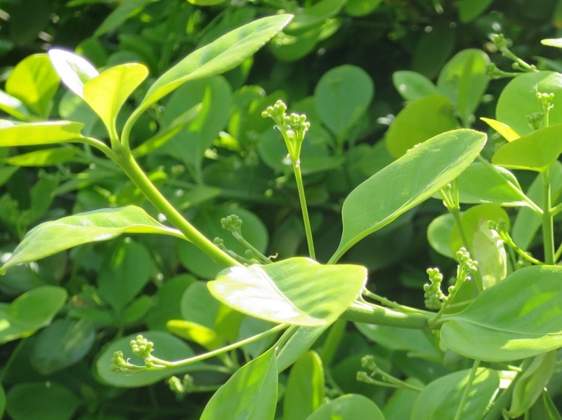 f:id:atarou:20150519063705j:image