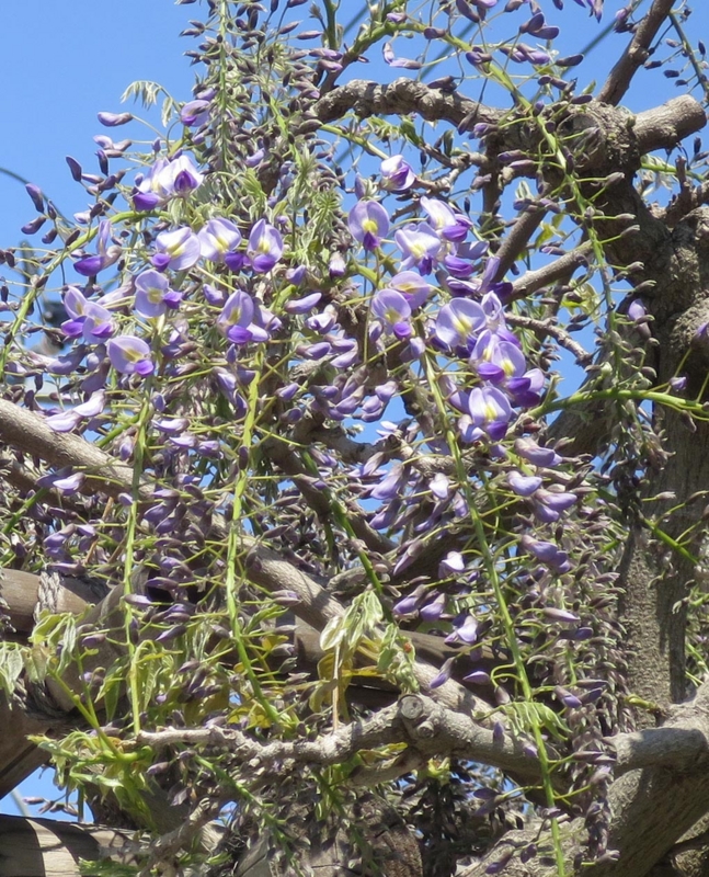 f:id:atarou:20150519063708j:image